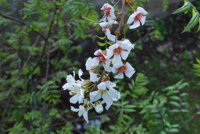 Xanthoceras sorbifolium - žlutoroh jeřábolistý - květenství (2)
